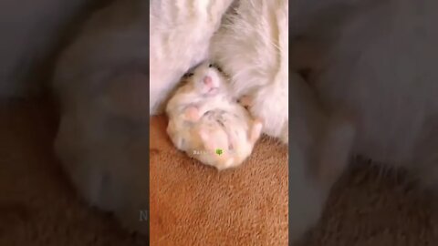 Billi Aur Chuhe Ki Dosti😘Cute Cat And Rat👈