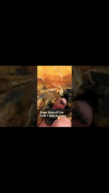 Giant Pumpkin Over heats