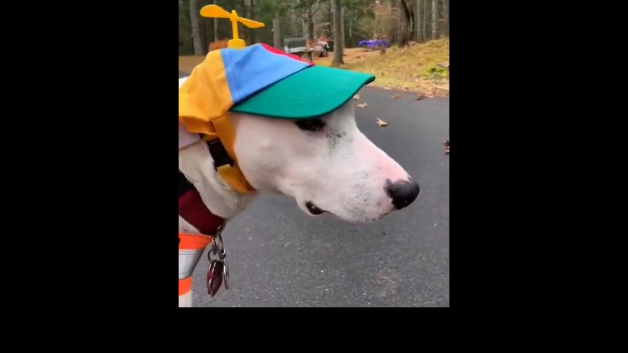 Try not to laugh🤣 Funny animals😹‖
