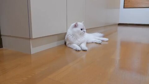 The kitten approaching the daddy cat to play with him was so cuts