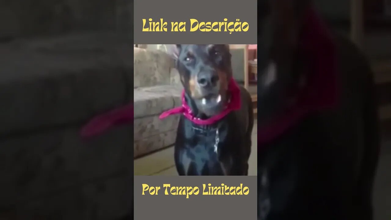 Alguém entendeu o que eu disse? kkkk - Cachorro Engraçado #shorts