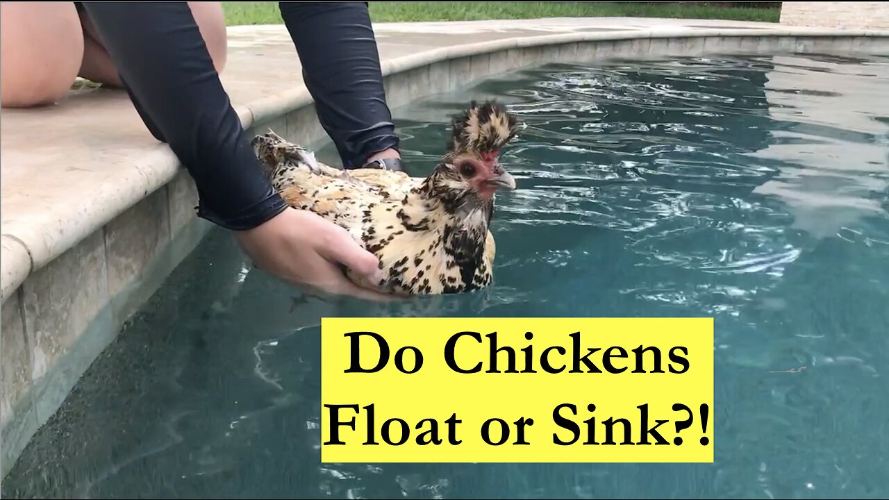 Floating Chicken?!?