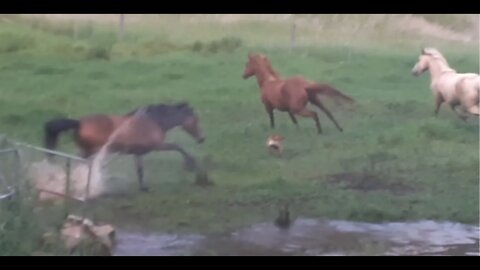 Dog trampled by brumby. Naughty dogs chasing horses. Henry and the Brumbies Part I