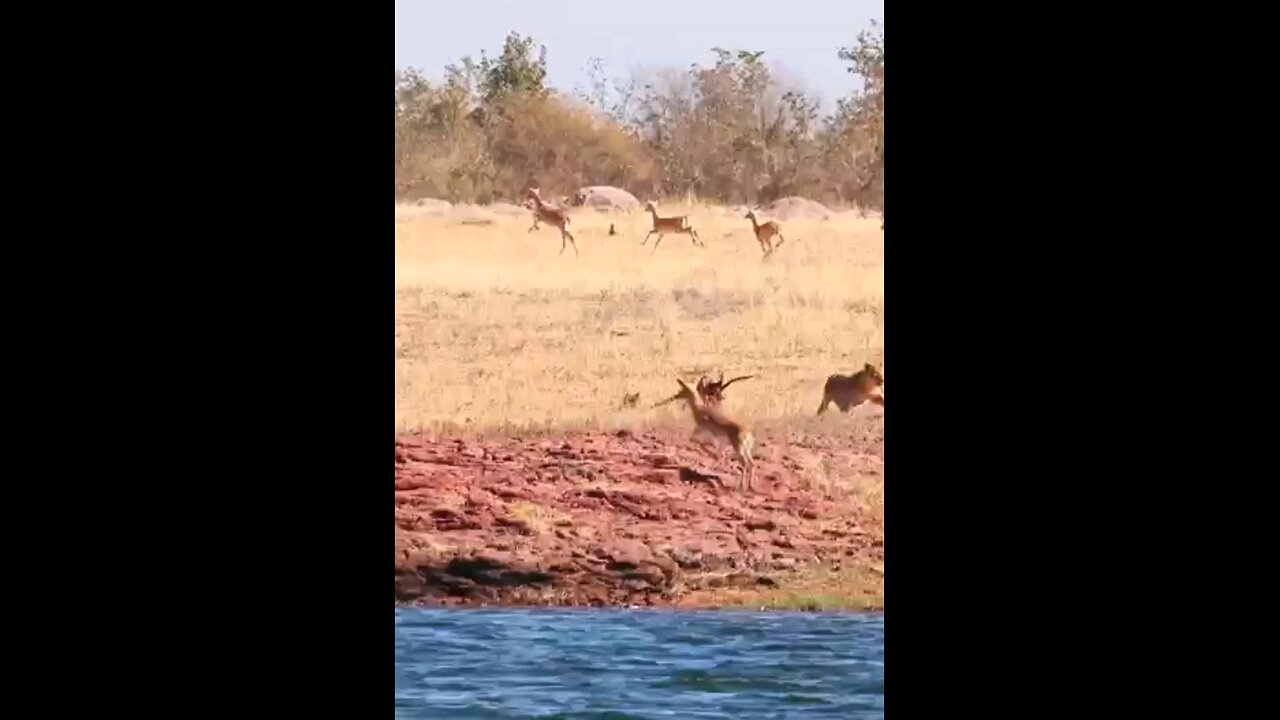 Impala Narrowly Escapes Lions Claws