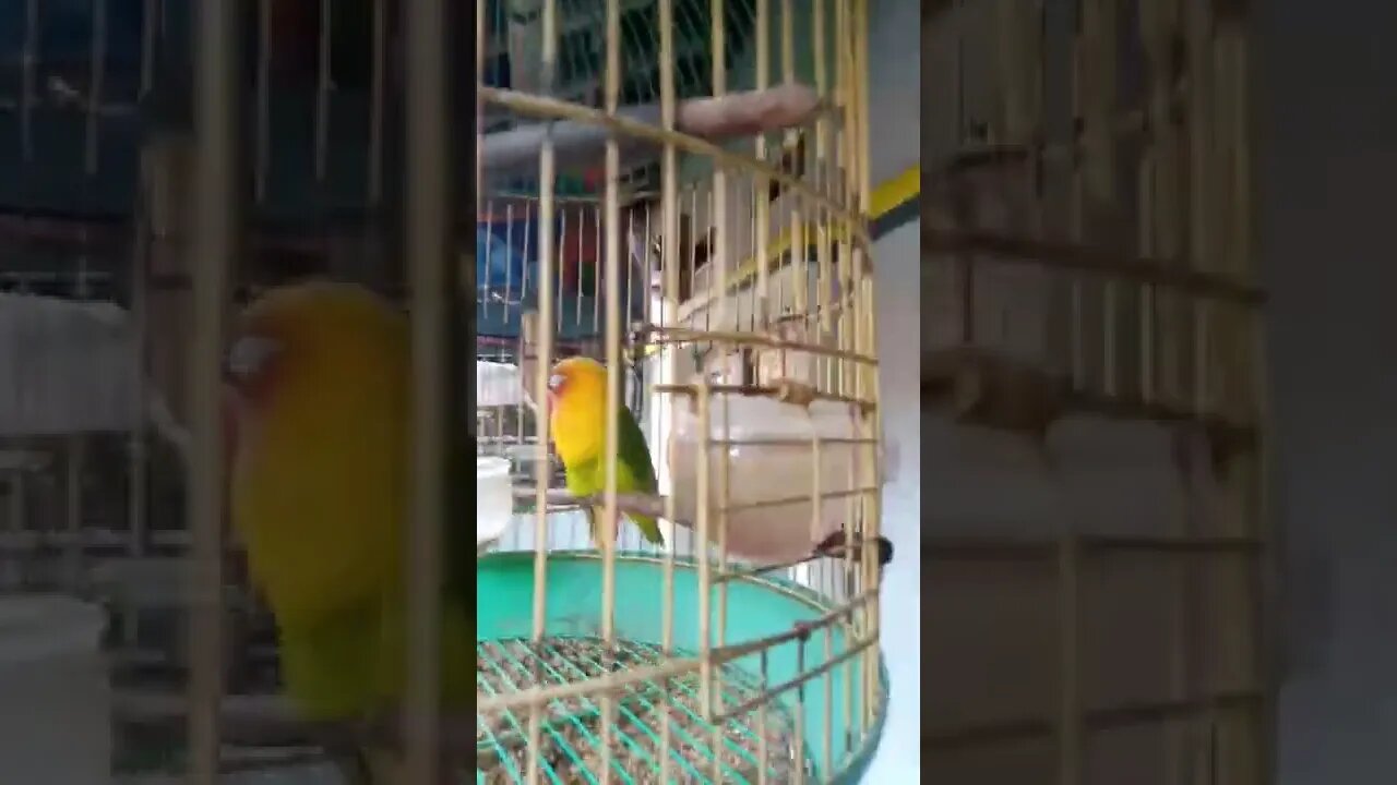 Lovebird ngantuk berat