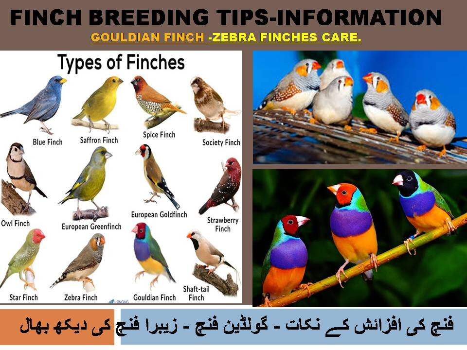 Zebra Finch breeding tips-Zebra Finch bird food list and Nest box cage setup-Zebra Finch care.