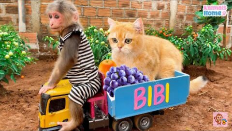 Cat and Monkey friendship funny video