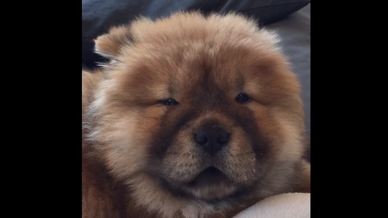 Chow chow puppy dog eating a stick