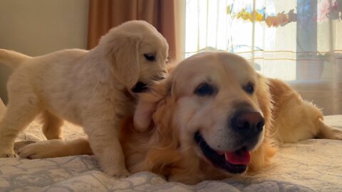 What does a Puppy do when a Golden Retriever ignores him