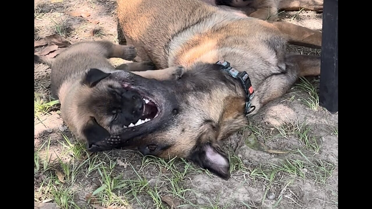 Female Belgian Malinois bites of puppies head!!!🐕