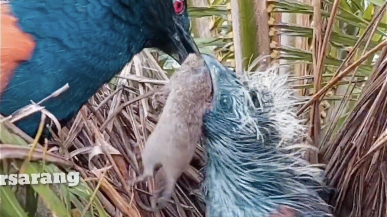 Gosh! The brown-winged cuckoo brought back a big mouse