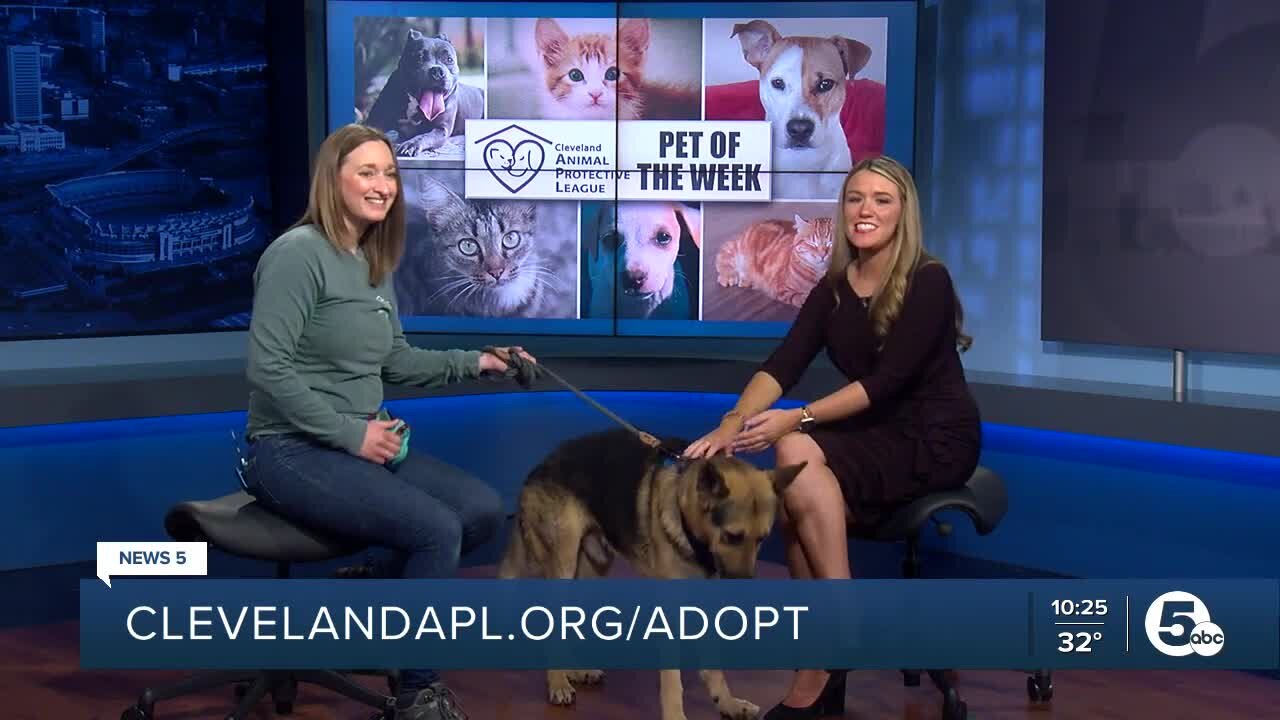 Andrew is Cleveland Animal Protective League's Pet of the Week