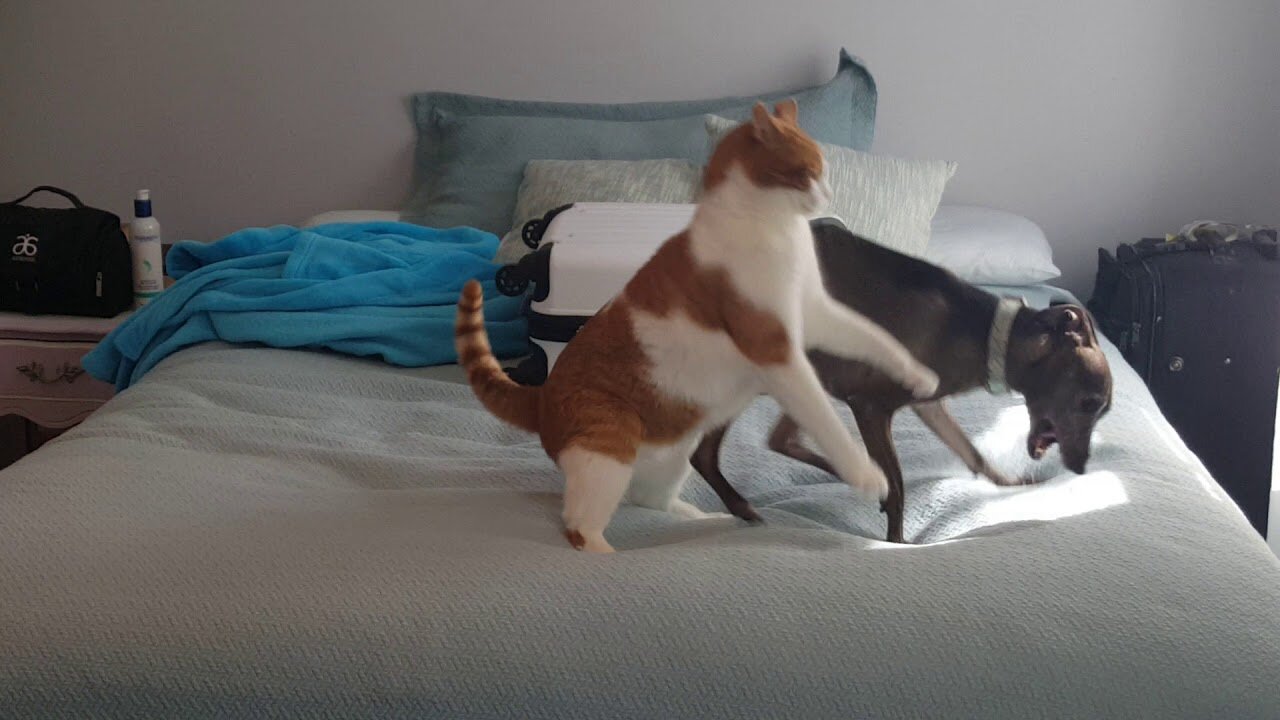 Cat vs. Greyhound vs. Orange Tabby