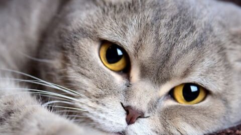 Cute Cat on Stair Case