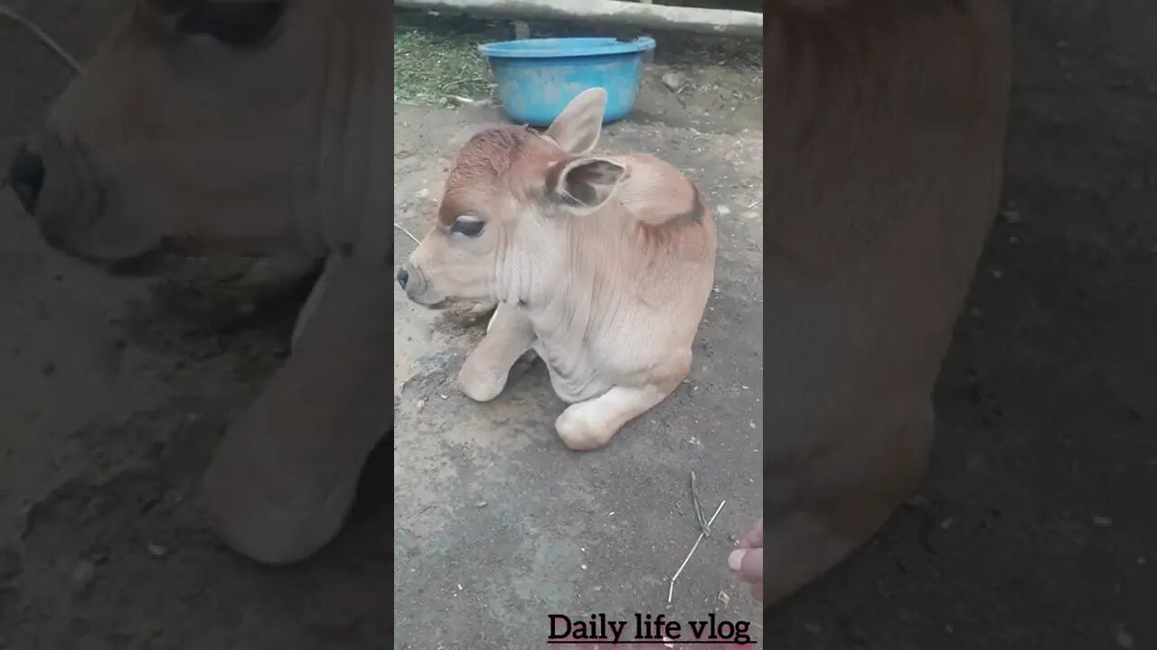 Oh my god, the baby cow is so cute