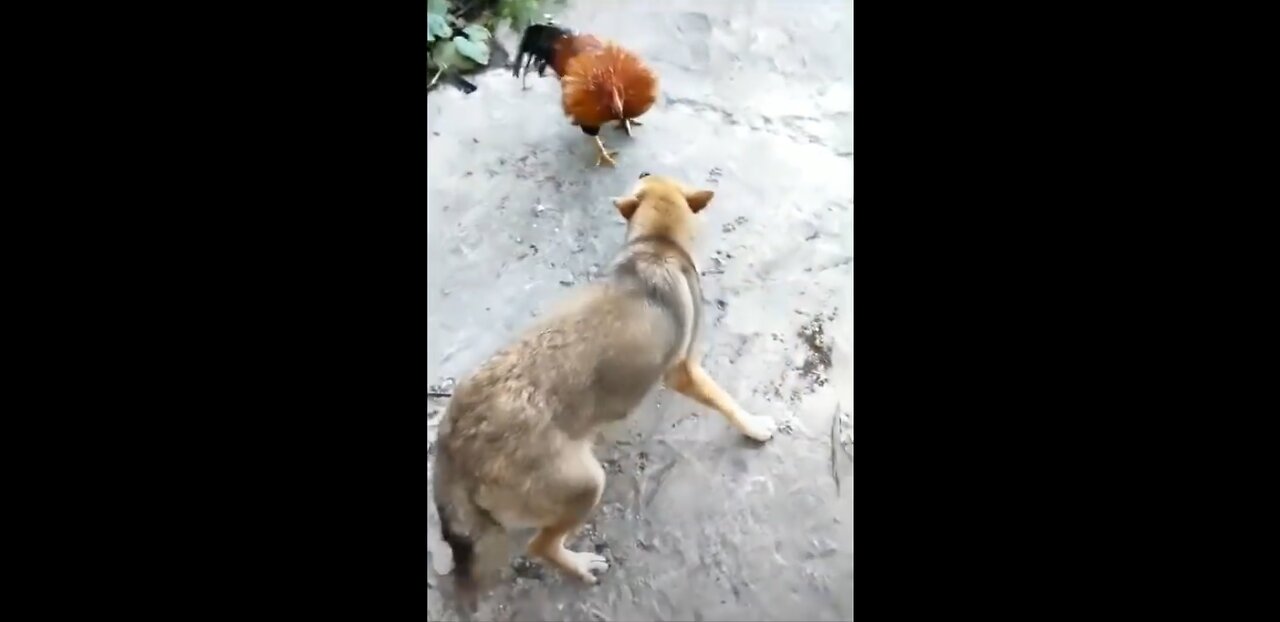 Chicken VS Dog Fighting