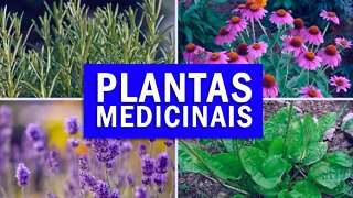 5 PLANTAS MEDICINAIS PODEROSAS QUE VOCÊ DEVE TER EM CASA