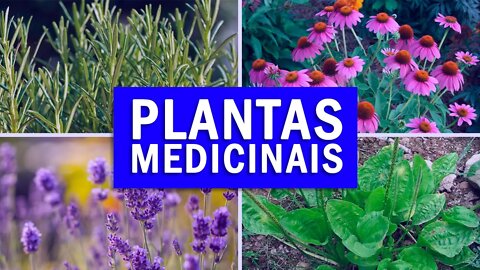 5 PLANTAS MEDICINAIS PODEROSAS QUE VOCÊ DEVE TER EM CASA