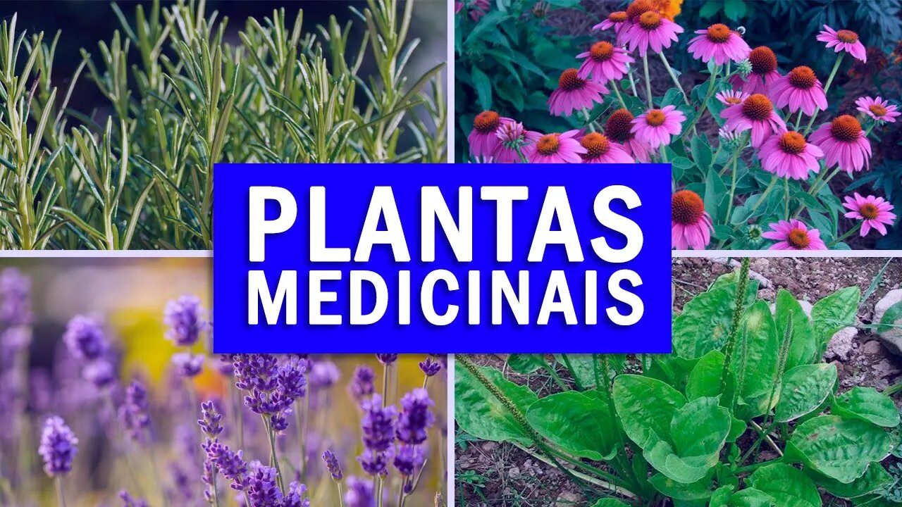 5 PLANTAS MEDICINAIS PODEROSAS QUE VOCÊ DEVE TER EM CASA