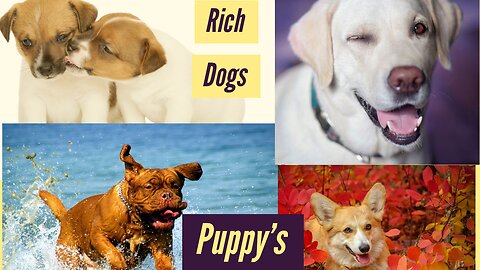 Rich Dogs (puppies)