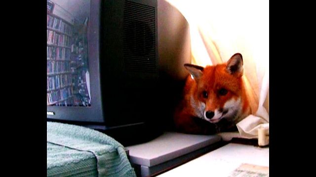 Fox Gets Its Own Apartment