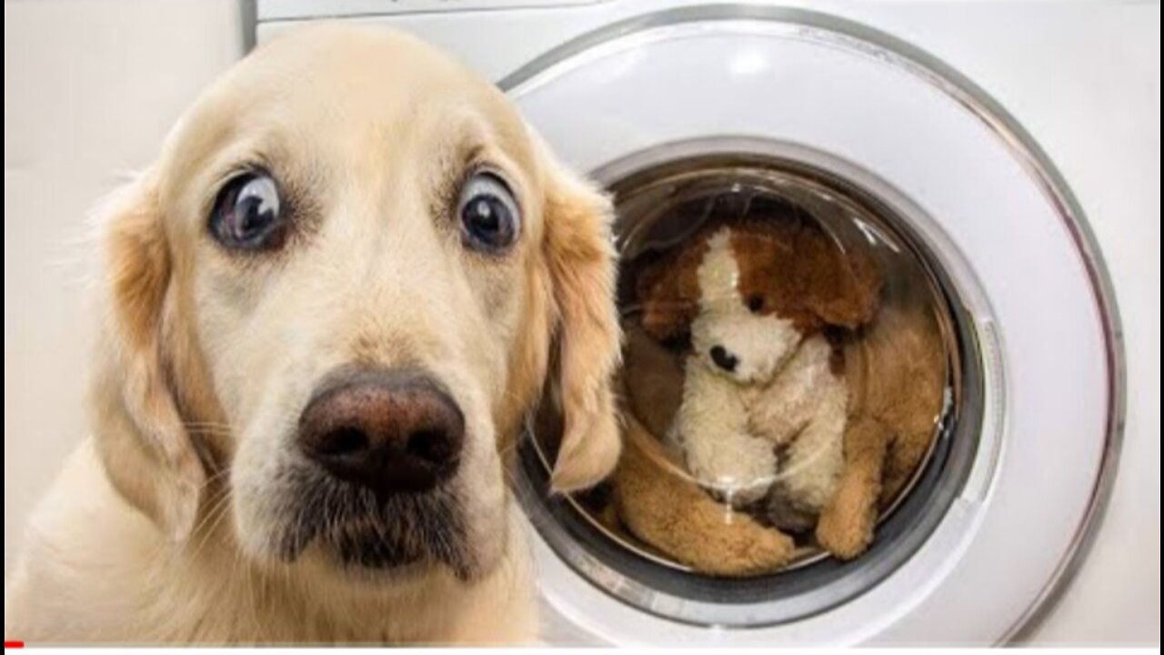 funny dog video can ' t stop laughing