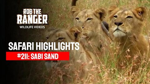 Safari Highlights #211: 18 & 19 May 2013 | Sabi Sand Nature Reserve | Latest Wildlife Sightings