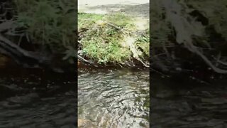 Babbling brook