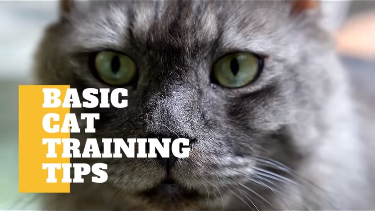 Cats 102: Basic Training Tips for Your Cat