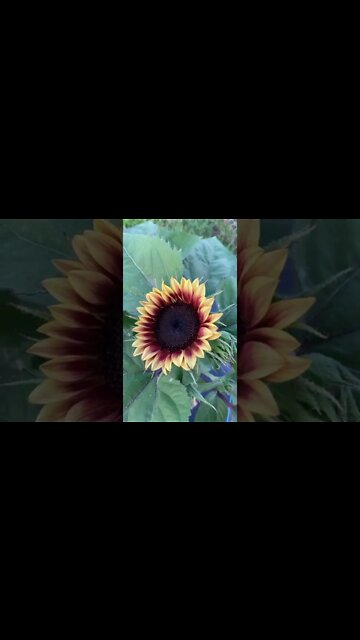 First sunflower of the year!!! #cutflowergarden #shorts #sunflower