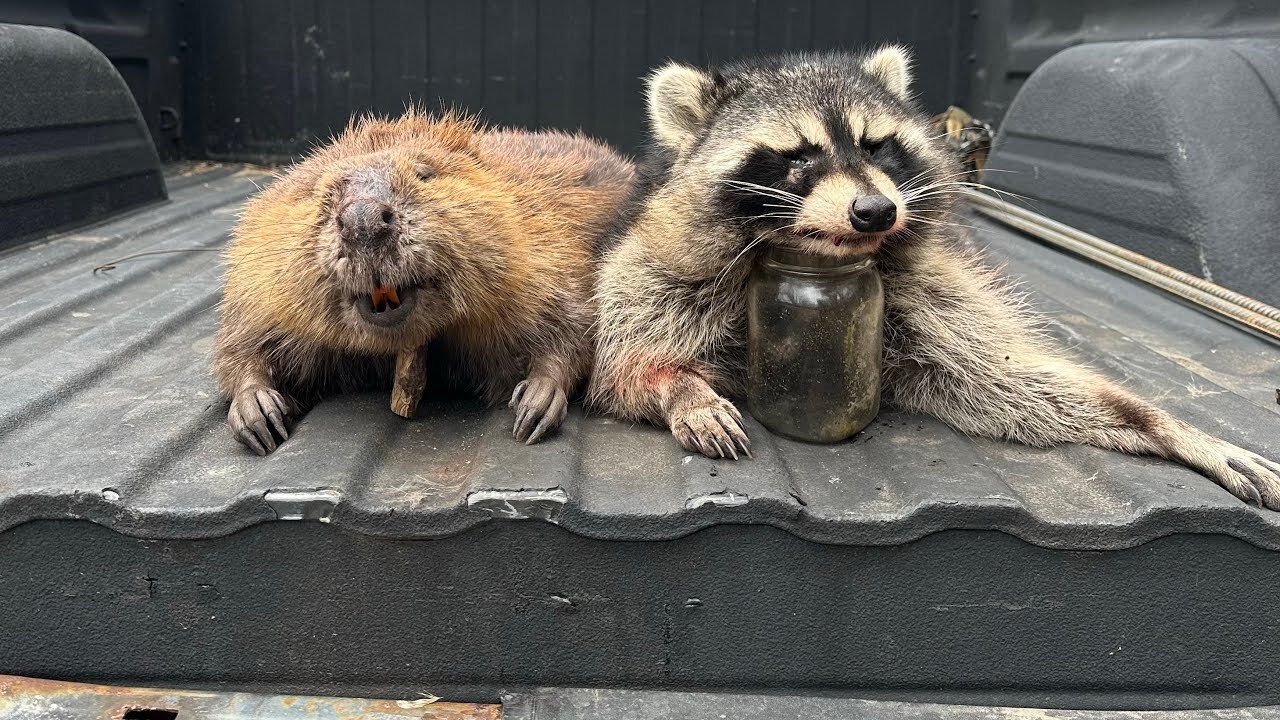 I GOT ROBBED!! Trapping at the “Secret” Pond and Trapping My First beaver/Raccoon Ep8