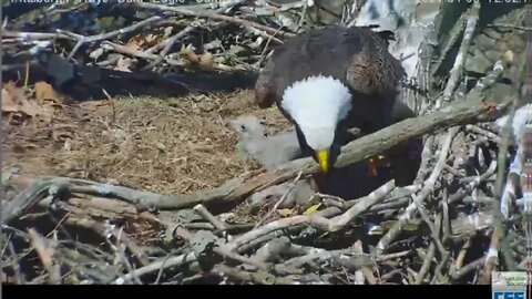 Hays Eagles Dad figures out how to move the log 2020 04 06 12 53 34 028