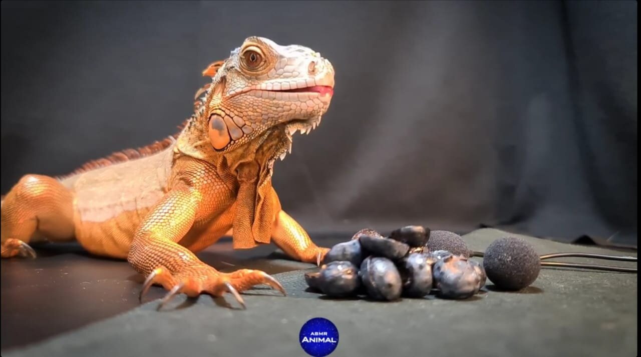 ASMIR Dinosaur lguana BLUEBERRY