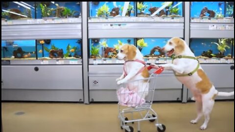 Dogs,Epic shopping Cart Voyage: Funny Dog Maymo & Funny