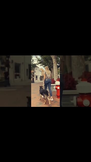 Dog Training Down Town