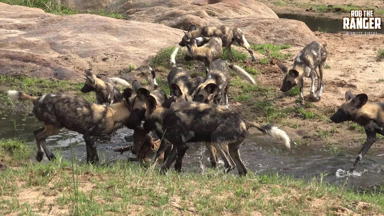 African Painted Dogs Finish a Meal and Play In The River