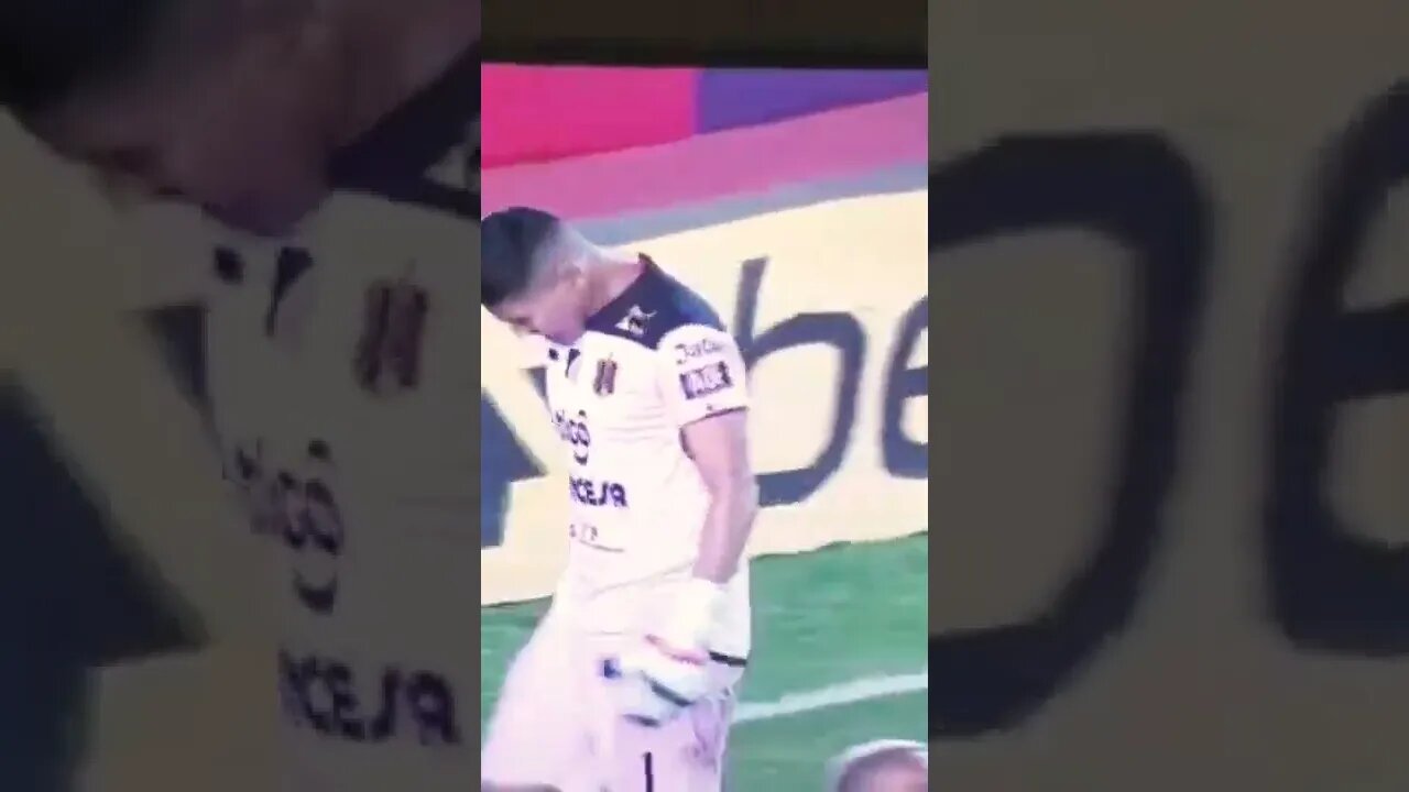 os menino e brak ,chama#palmeiras#palmeirasnoticias#alviverde