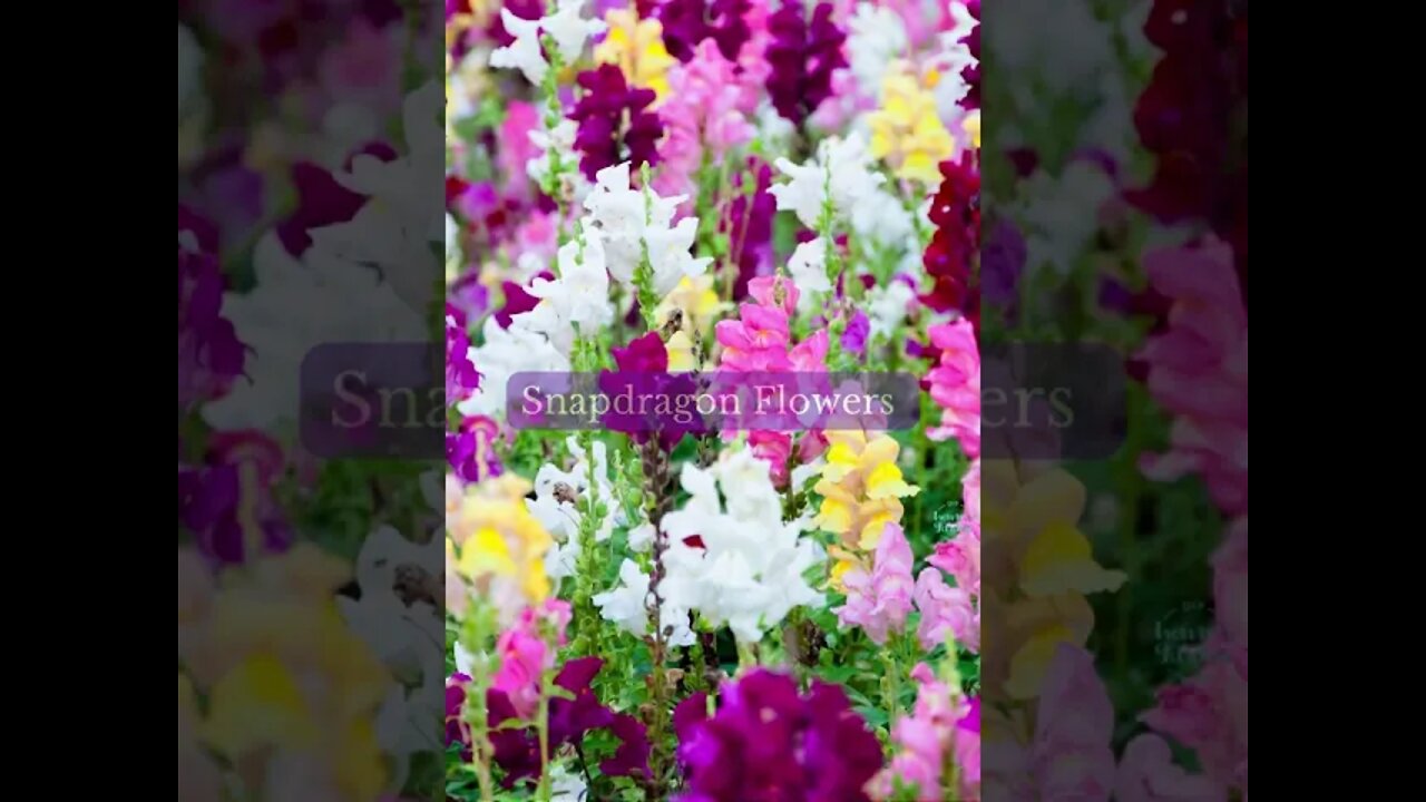 Snapdragon Flowers