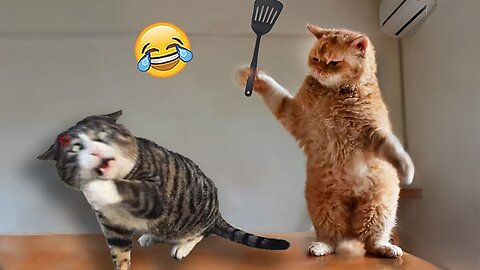 Funniest Animals 😅 New Funny Cats and Dogs Videos 😸🐶 Part 8