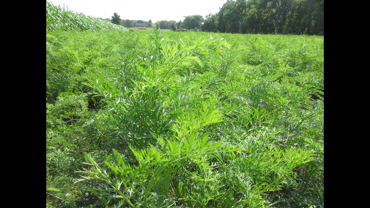 14 Carrot Orange Carrots Sept 2022