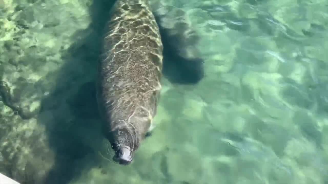 FPL's Manatee Lagoon kicks off manatee season with tons of fun activities