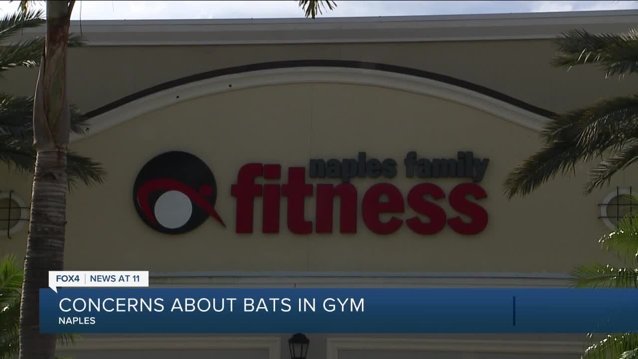 Bats prompt health alert at Naples gym