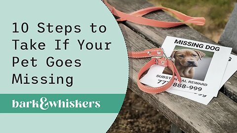 10 Steps to Take If Your Pet Goes Missing