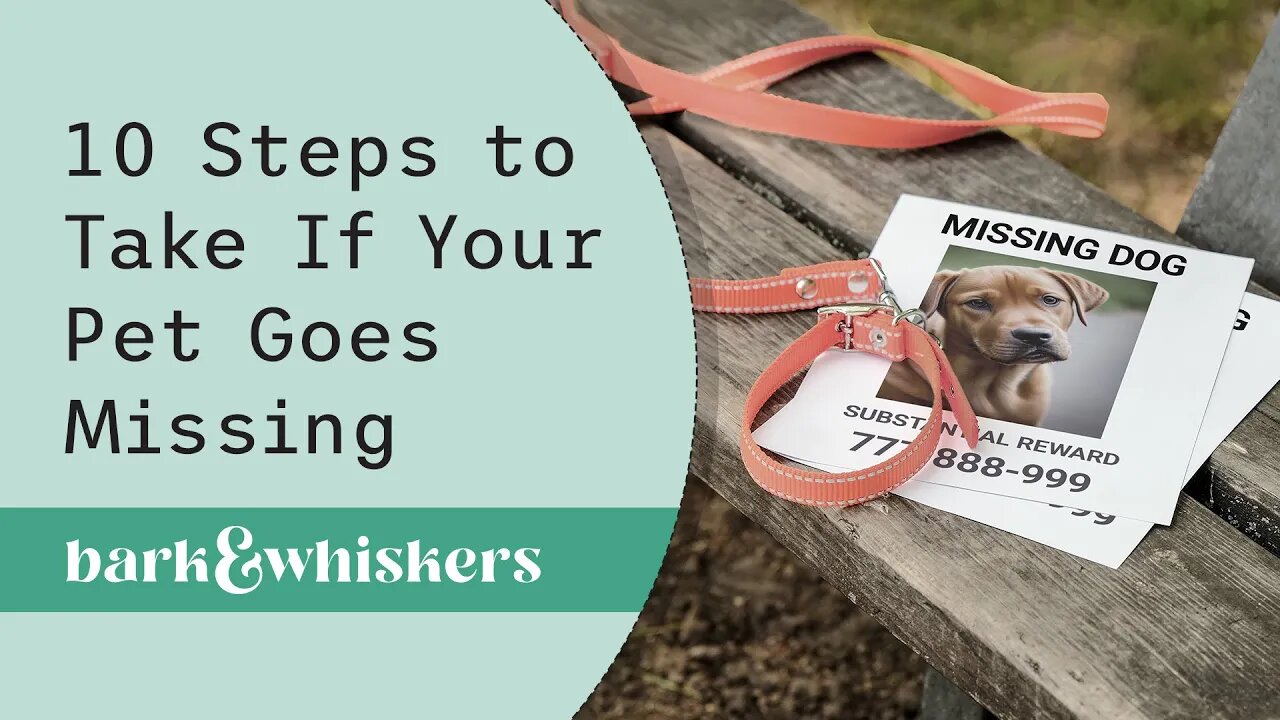 10 Steps to Take If Your Pet Goes Missing