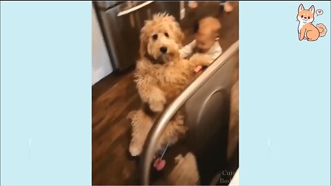 Cute dogs funny moment video 🐕🥰