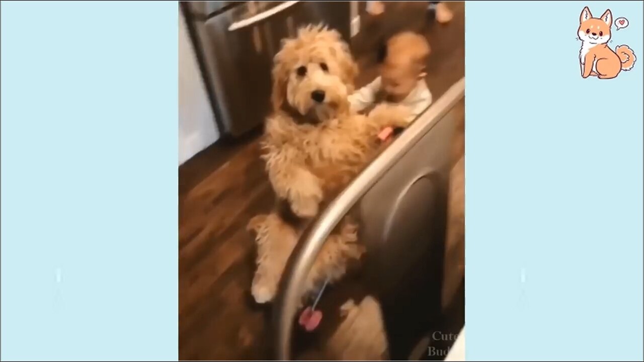 Cute dogs funny moment video 🐕🥰