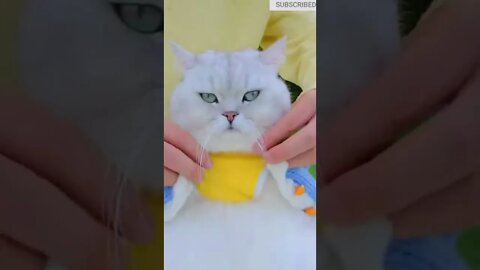 cute cat videos 😹 funny videos 😂 575 😻