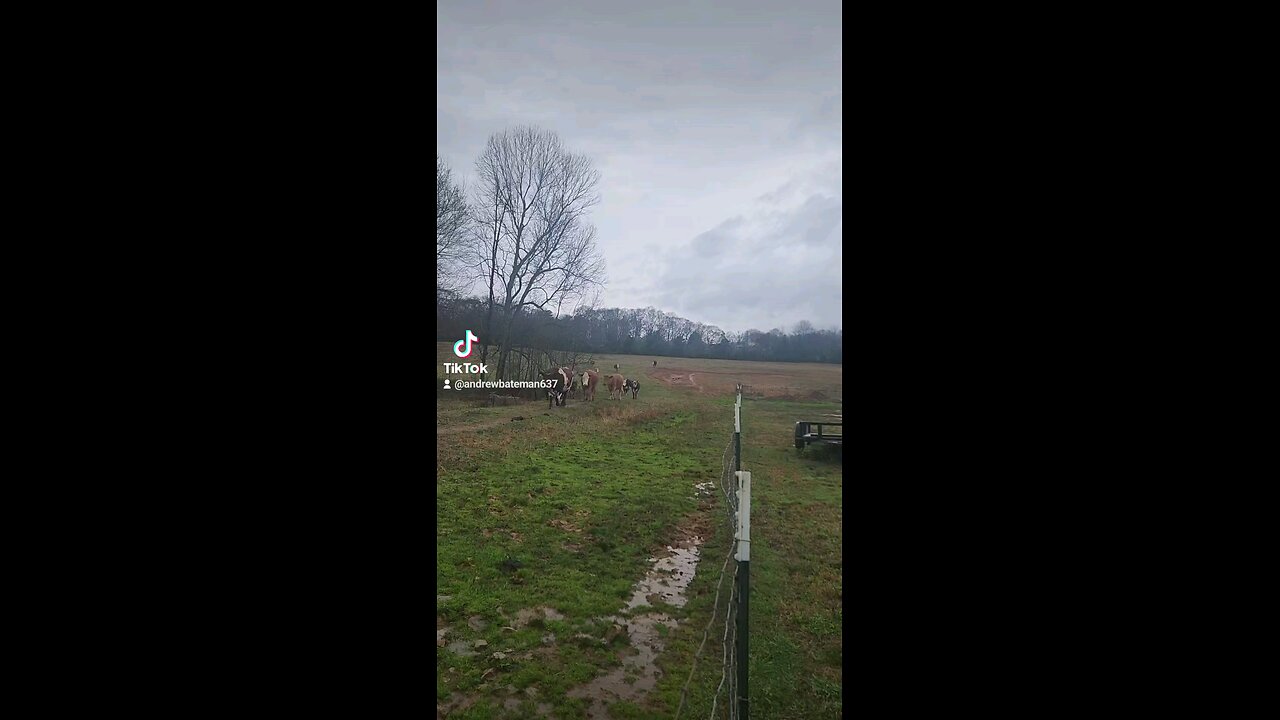 Cows and calves in the rain.