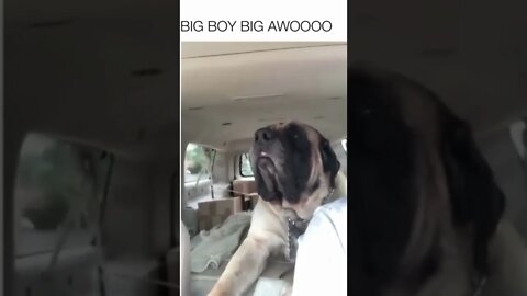 Sad big boi #short #dog #funny