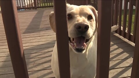 Brooklyn residents upset after neighborhood dog maced by utility meter reader